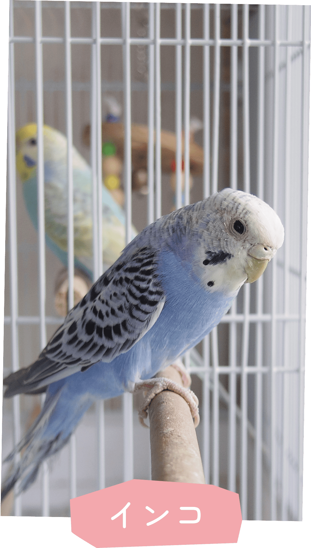 インコ