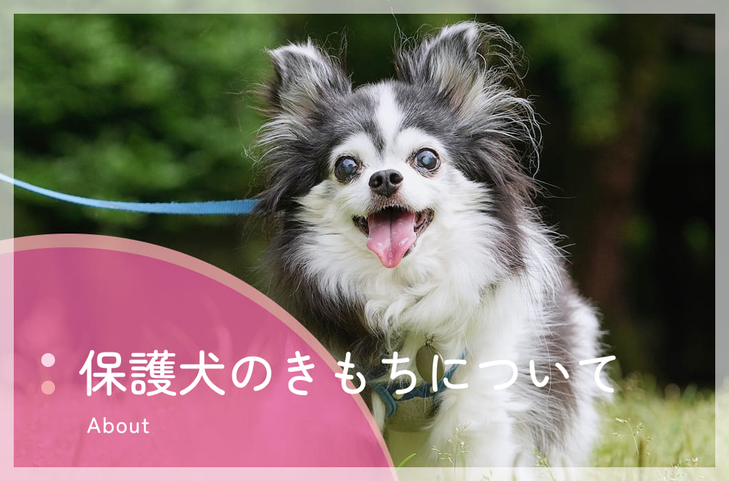 保護犬のきもちについて