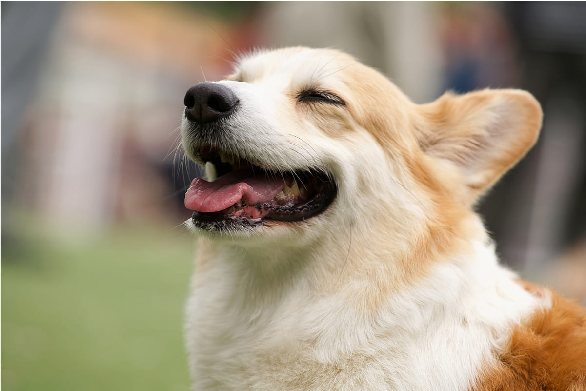 ■ 健康・体調に関する質問
