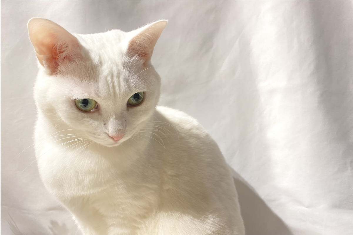 ■ 問題行動の原因を知りたい