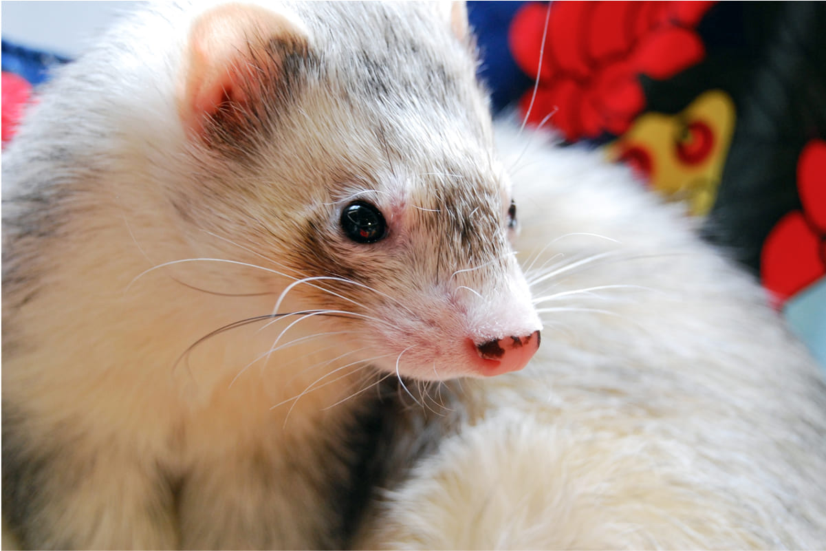 ■ ペットロス・亡くなった子との対話