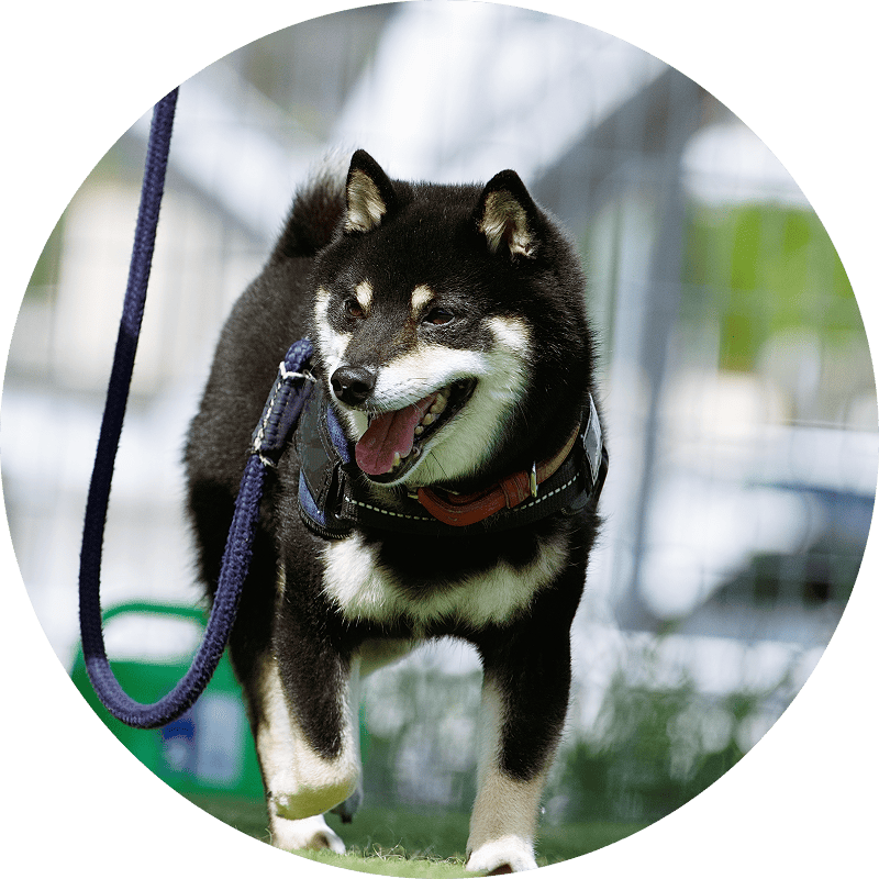 虹の橋を渡った動物さんへ聞いてみたいことや伝えたいこと