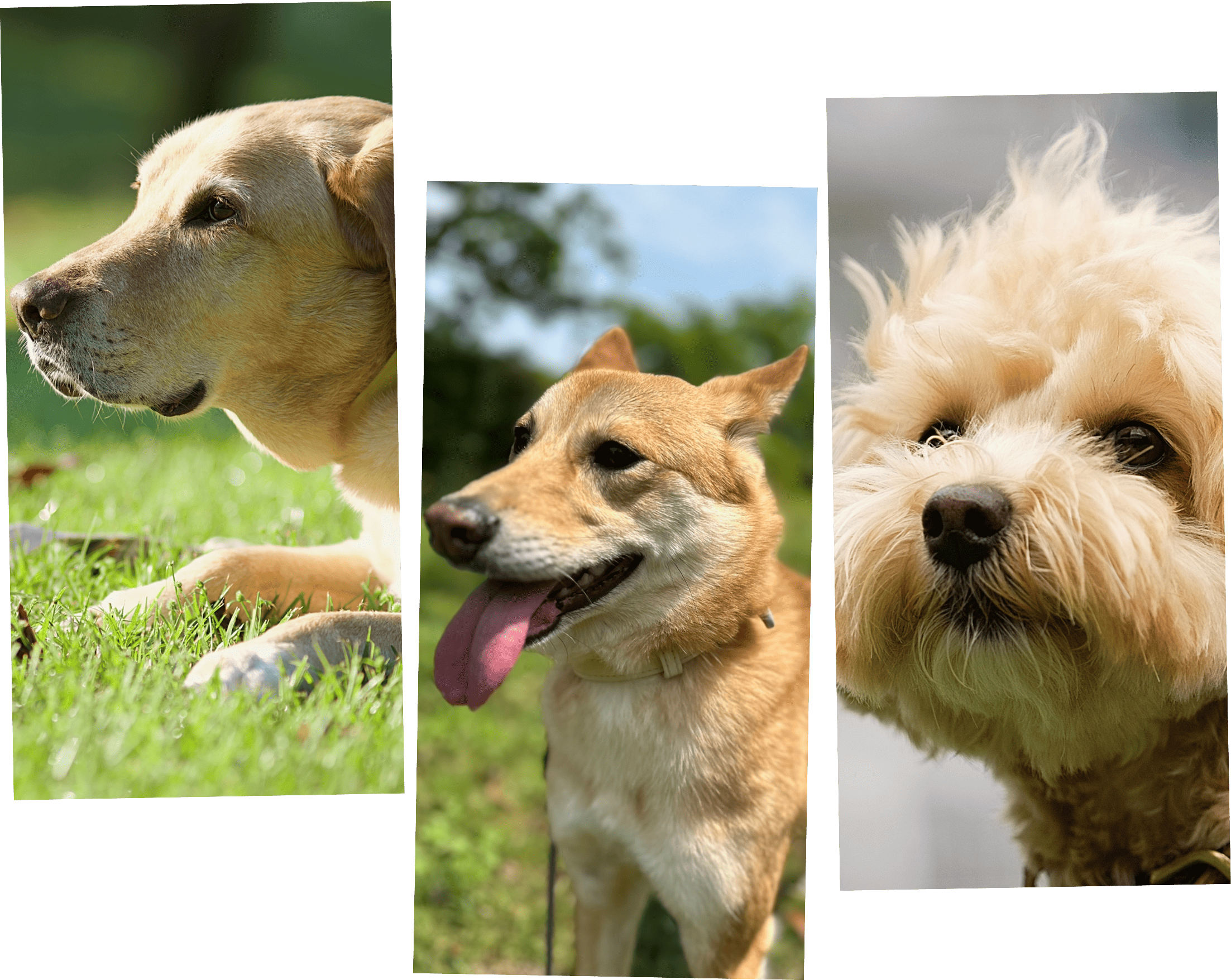 保護犬のきもち