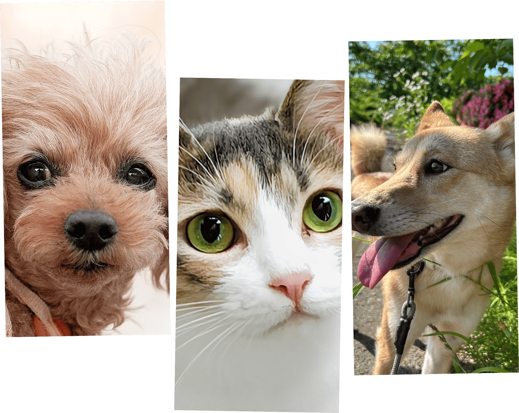 保護犬のきもち