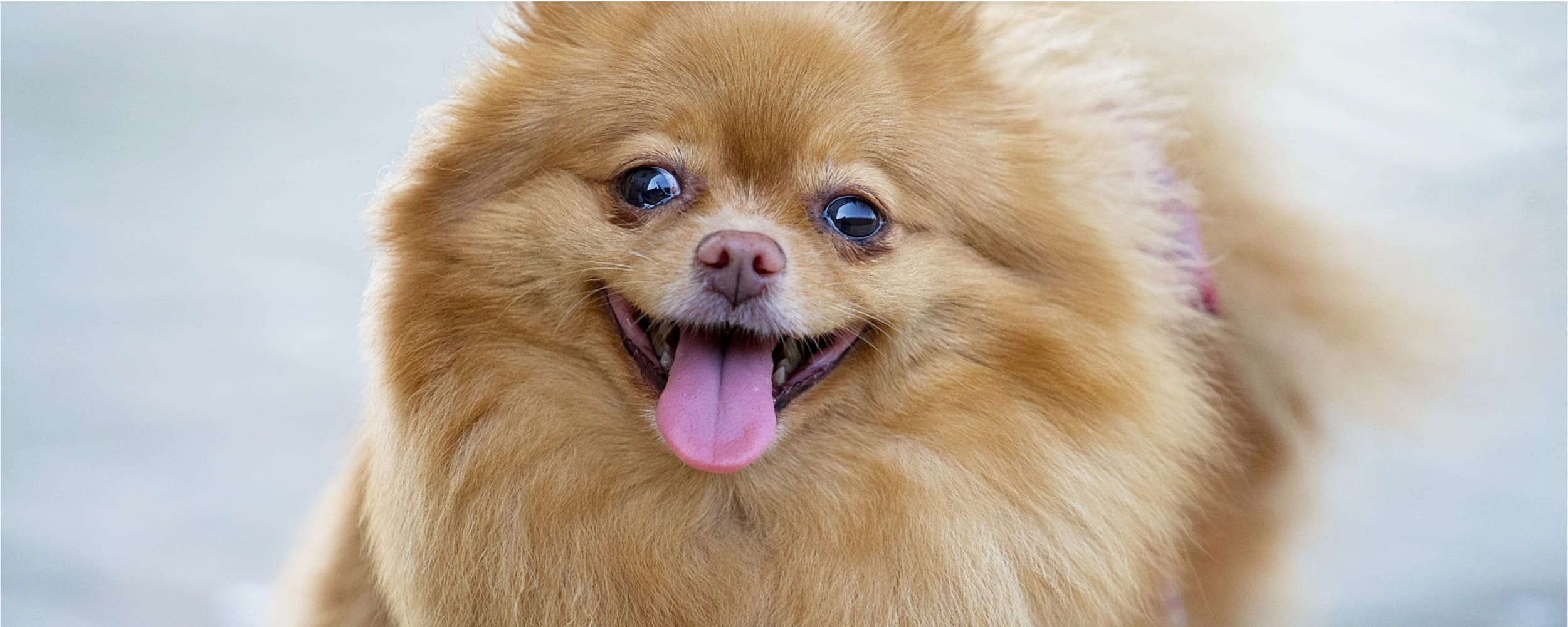 ご依頼について