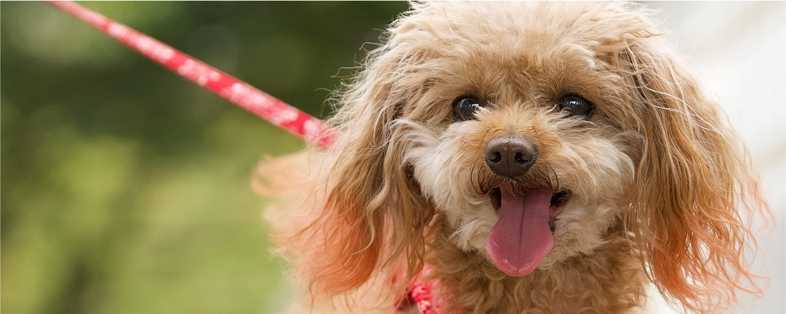 保護犬のきもちについて