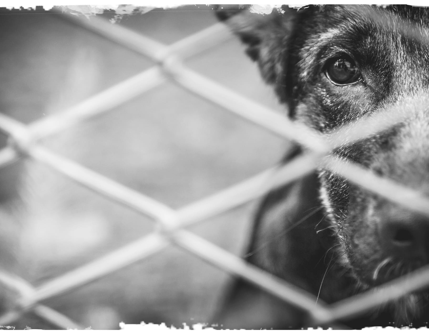 アニマルコミュニケーション