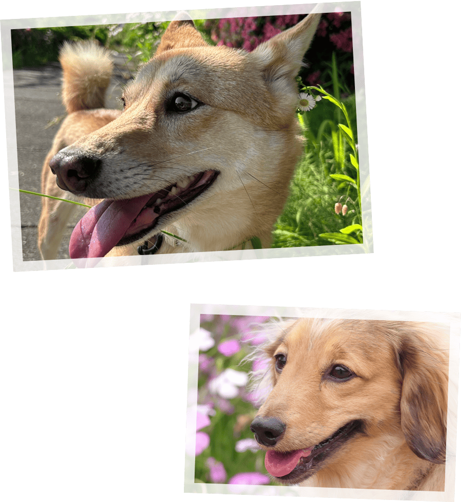 アニマルコミュニケーションとは?