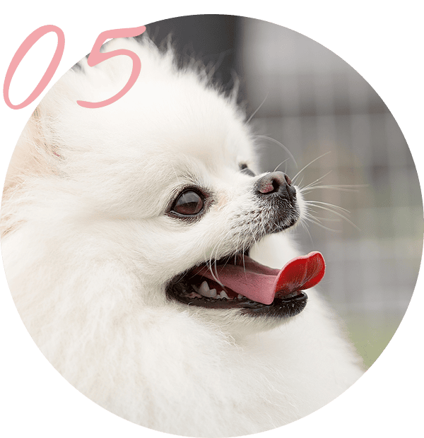 他のペットや家族への気持ち