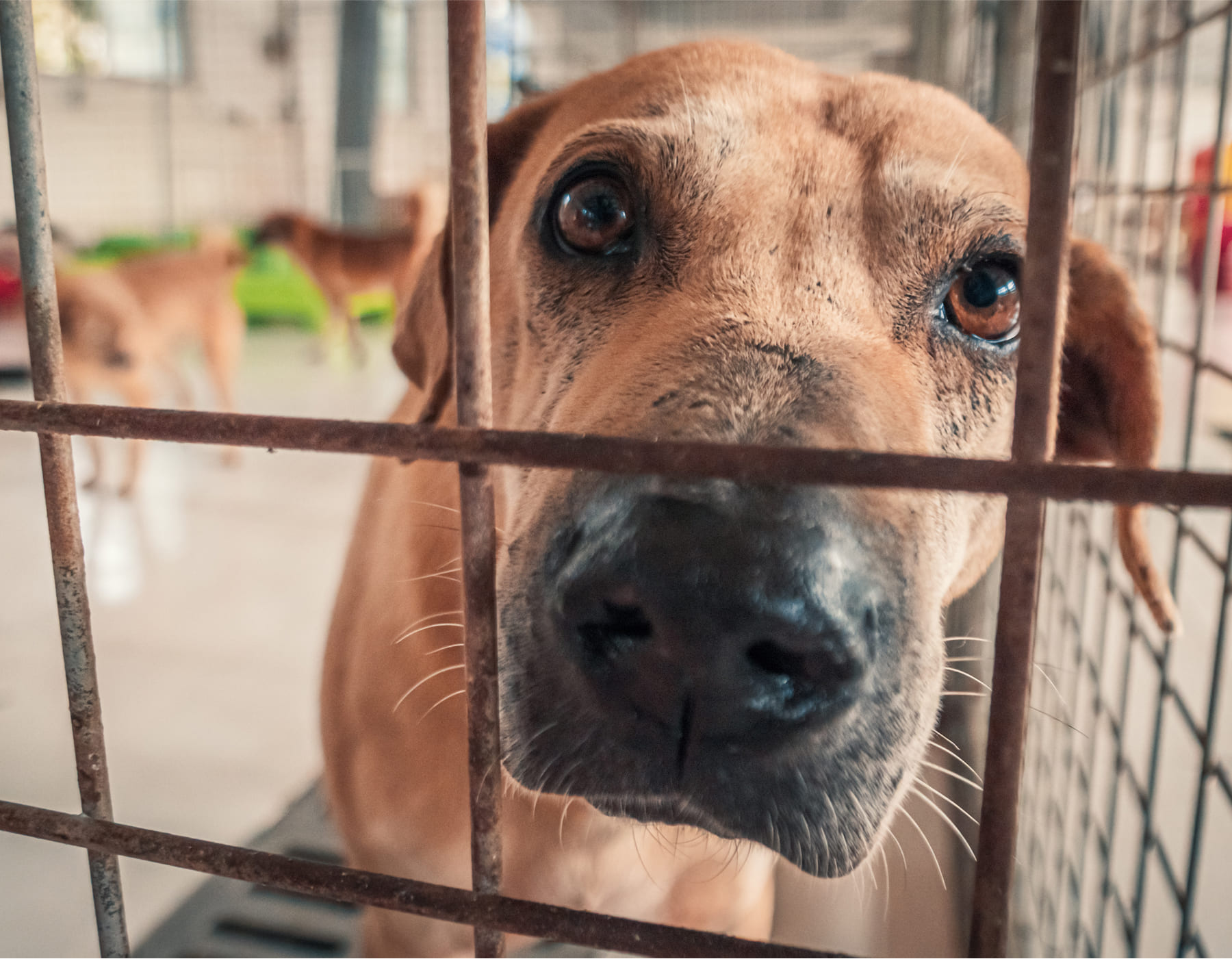 動物たちの“心の声”を受け取り、そっと対話する。アニマルコミュニケーター レイです。
