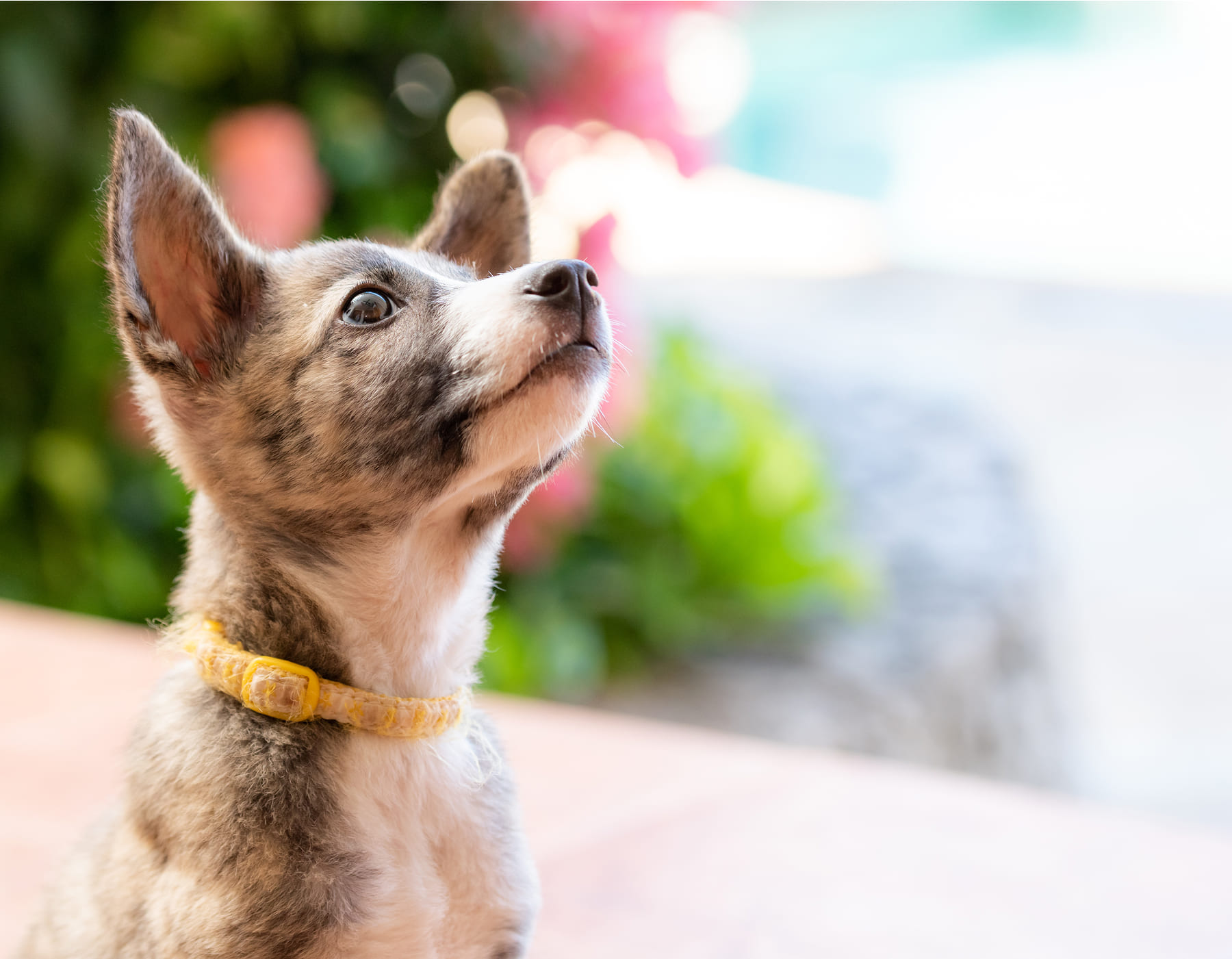 アニマルコミュニケーションとは?