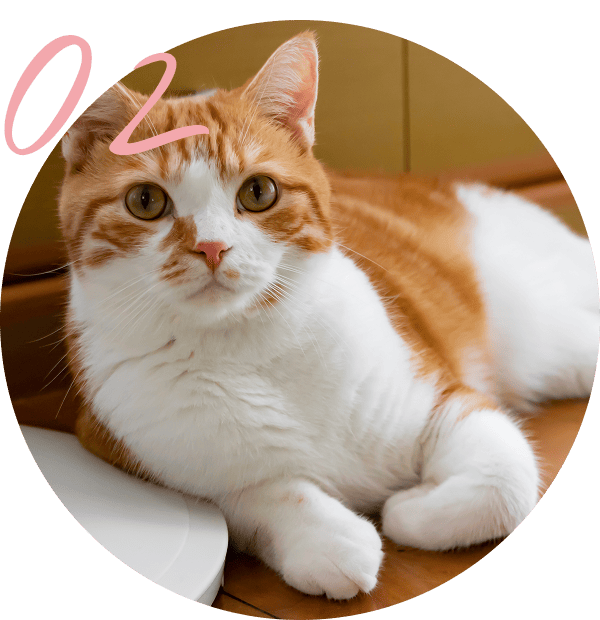 飼い主さんに伝えたいこと